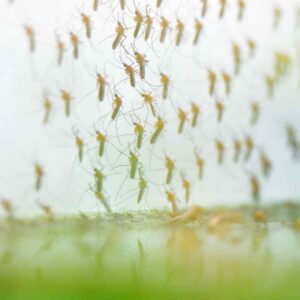 mosquito season