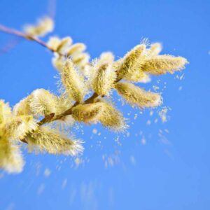 pollen Pollen
