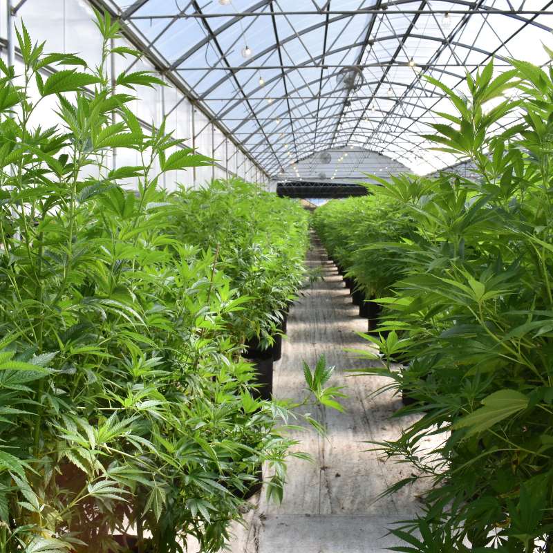 cannabis for chronic pain
